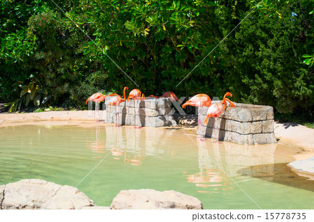 flamingo flamingo 15778735