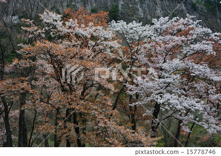 折疊的岩石 15778746