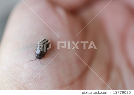 我抓到了一隻d螂 我抓到了一隻d螂 15779020