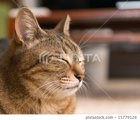 Cat  15779128