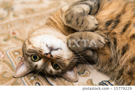 Living with a cat 15779229