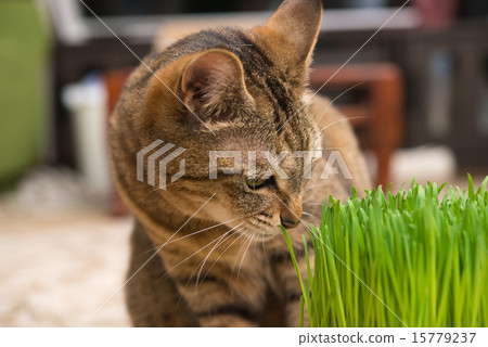 Living with a cat Living with a cat 15779237