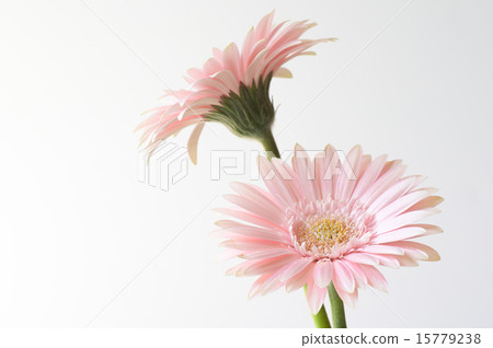粉色非洲菊 粉色非洲菊 15779238