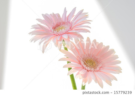 粉色非洲菊 粉色非洲菊 15779239