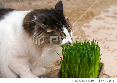 Living with a cat Living with a cat 15779303