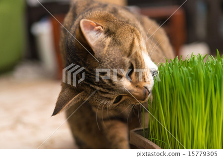 Living with a cat Living with a cat 15779305