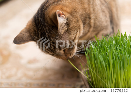 Living with a cat Living with a cat 15779312