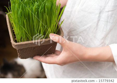 Cat grass Cat grass 15779342