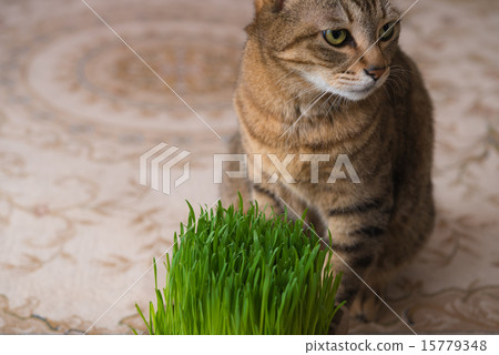 Living with a cat Living with a cat 15779348