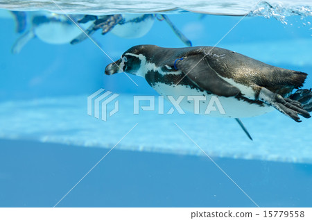 Penguin 15779558