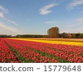 Colorful Dutch tulip field scenery (Spring, Flowers, Background Material, Pattern) 15779648