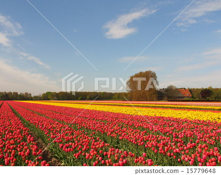 Colorful Dutch tulip field scenery (Spring, Flowers, Background Material, Pattern) 15779648