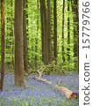 Forest with fallen trees and a field of bluebells (fresh greenery, nature, healing, background material) Haru's Forest 15779766