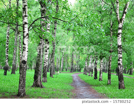 Rainy spring birch grove 15780252