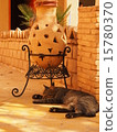 A cat resting in the sunlight (Morocco, local, relaxing, background image) 15780370