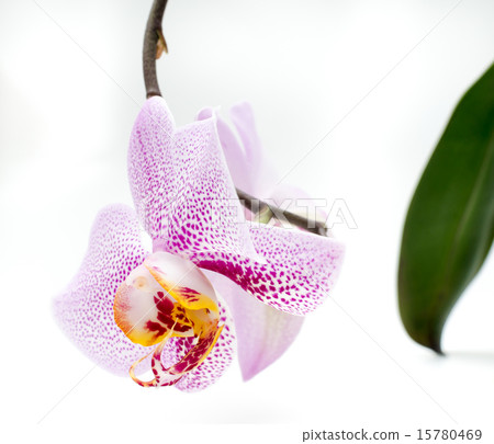 White orchid 15780469