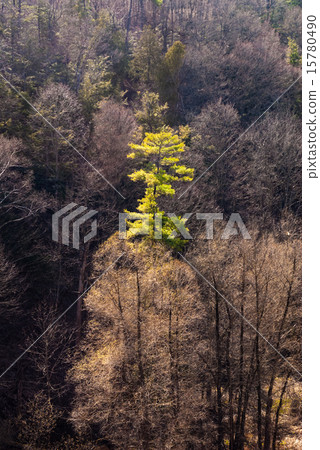 Single green tree in forest Single green tree in forest 15780490