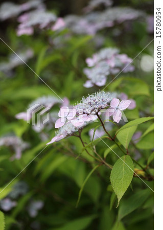 Yamah hydrangea 15780954