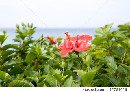 海邊的芙蓉 海邊的芙蓉 15781026