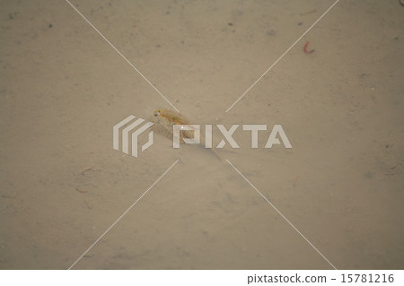 Kabuto shrimp Kabuto shrimp 15781216