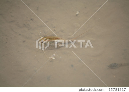 Kabuto shrimp 15781217