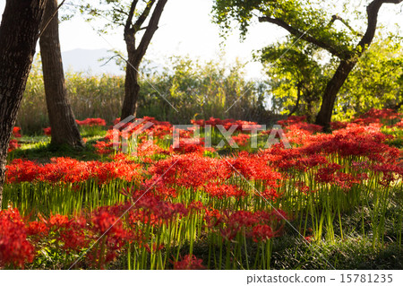 Keihin Gardens的群集孤挺花 Keihin Gardens的群集孤挺花 15781235