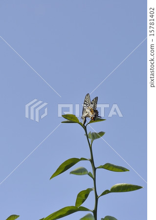 產卵Namiagoeha 15781402