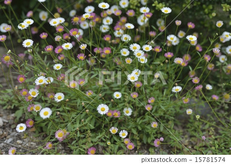 飛蓬 飛蓬 15781574