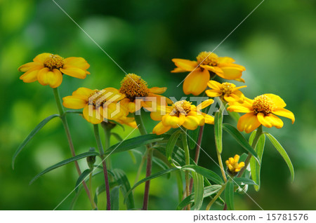 與樹的咧嘴笑的晴天 與樹的咧嘴笑的晴天 15781576