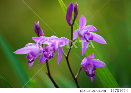 Dignified morning silane 15781624
