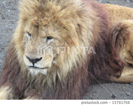 lion 15781708