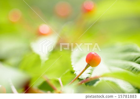 櫻桃1 櫻桃1 15781883