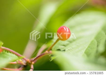 Cherry 3 Cherry 3 15781885