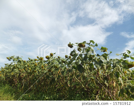 枯萎的向日葵田 15781912