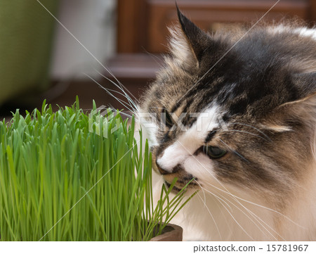 Living with a cat Living with a cat 15781967
