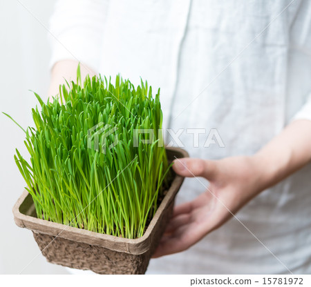 Cat grass Cat grass 15781972
