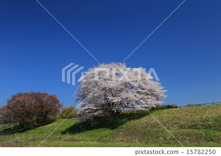 Sakura Izumi's one-piece cherry tree Sakura Izumi's one-piece cherry tree 15782250