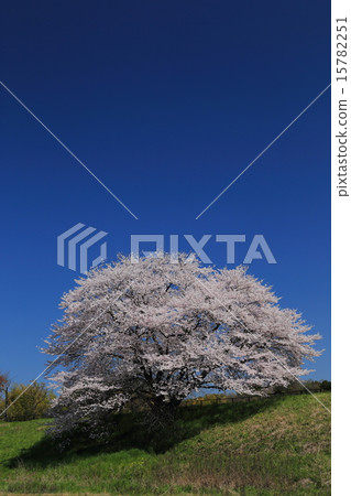 Sakura Izumi's one-piece cherry tree 15782251