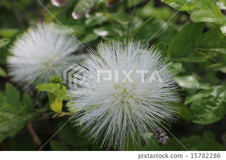 沖繩島禦府島亞熱帶植物園的Ohbenigokan 2 15782286