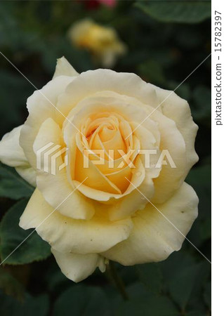 Honey bouquet rose Honey bouquet rose 15782397