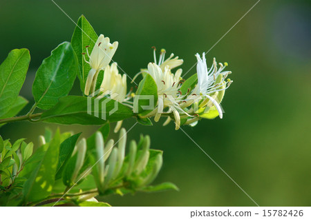 Personality Honeysuckle Personality Honeysuckle 15782426