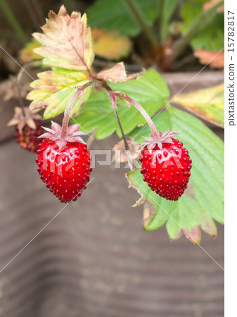 野草莓的成熟果實 15782817