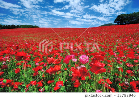 Poppy coloring the sky Poppy coloring the sky 15782946