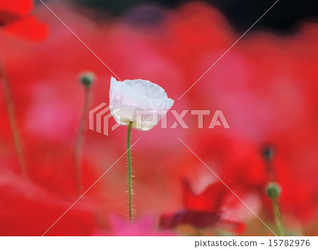 Poppy Poppy 15782976