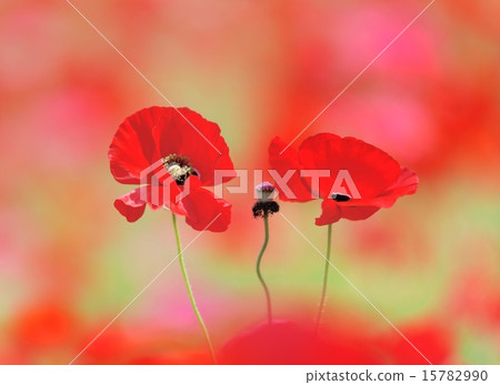 Poppy Poppy 15782990