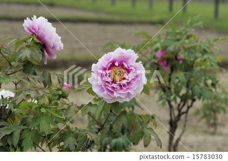 在岡山後樂園的牡丹花 15783030
