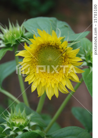向日葵09 15783100
