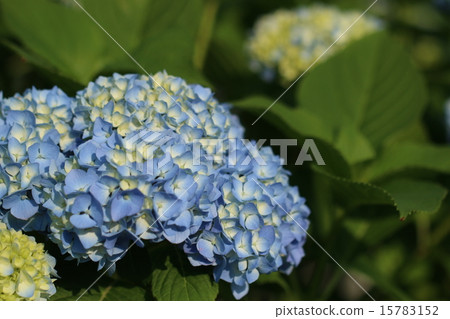  繡球 15783152