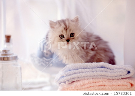 Cute kittens 15783361