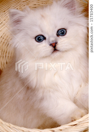Cute kittens Cute kittens 15783400